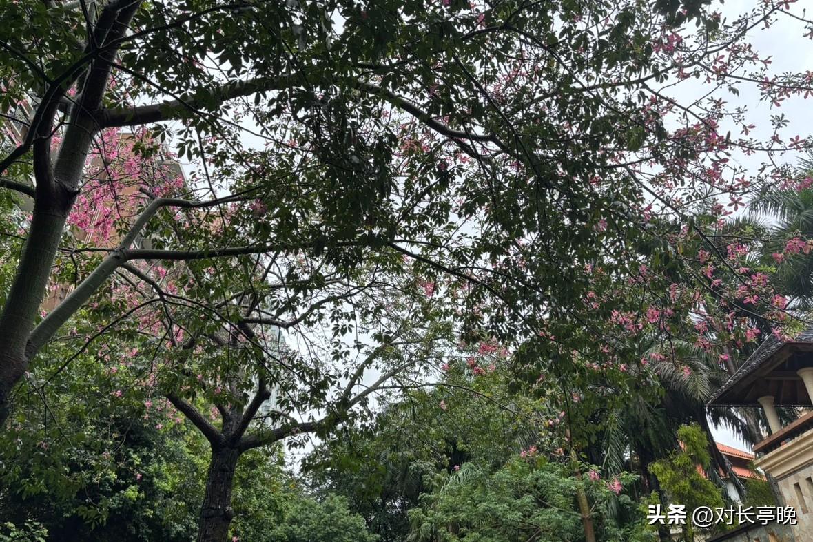 这几天，珠三角将迎来了强台风“桦加沙”，很多地方开始停课。中午，表侄女说“明天开