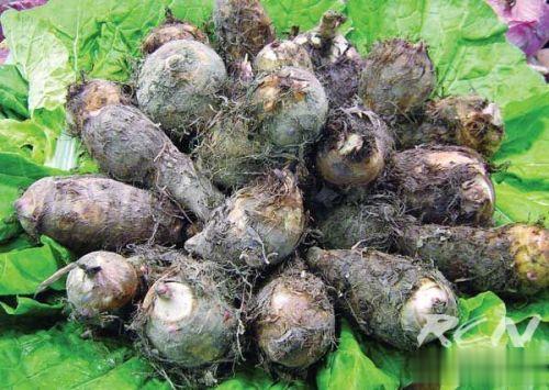 【芋头的三大功效】1.能补充膳食纤维，“搬走胆固醇”。芋头总膳食纤维含量达4.1