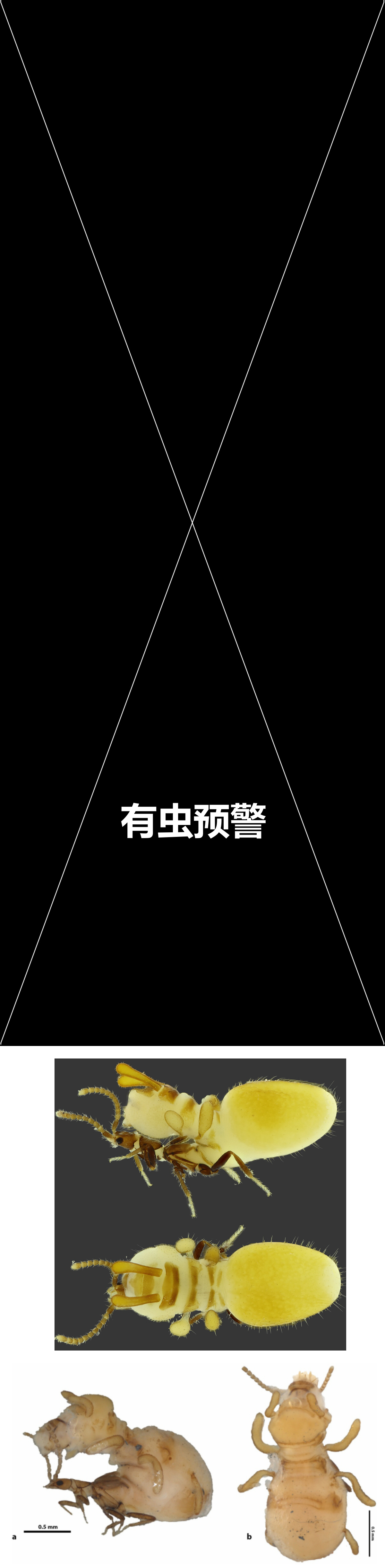 拟蚁现象（Myrmecomorphy），指动物在形态、颜色或行为上模仿蚂蚁的适应