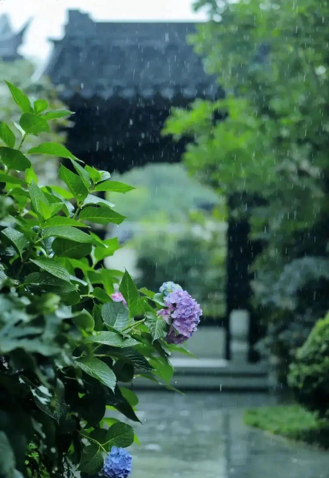 连续的阴雨大雾天，几乎已经半个月没见太阳了。阴雨连绵，心事跟着一起发潮。
雨落不