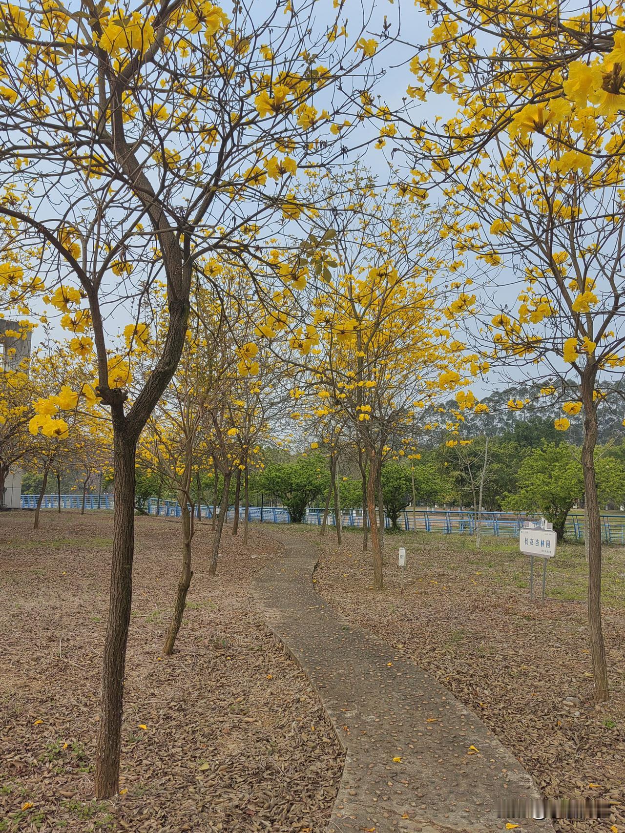 山中易见千年树
屋后常有老黄金

事常出巧有缘由，一山一屋，对仗工整，人生处处有