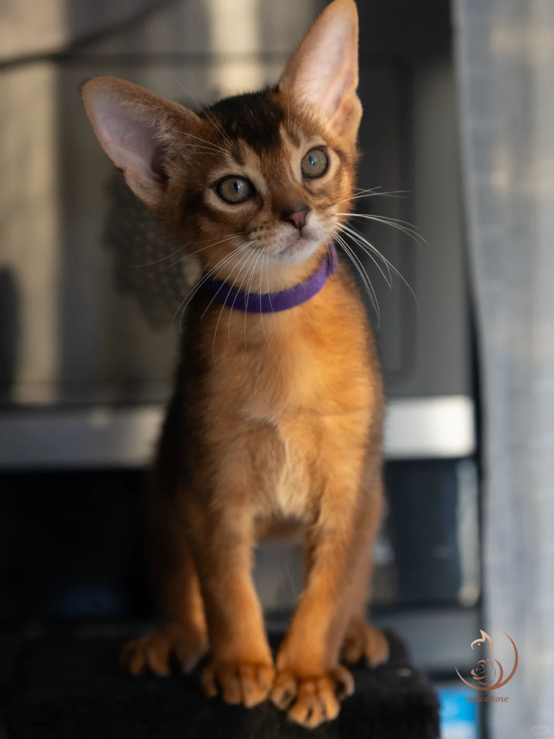 幼猫欣赏丨酱料窝次二月龄纪念照