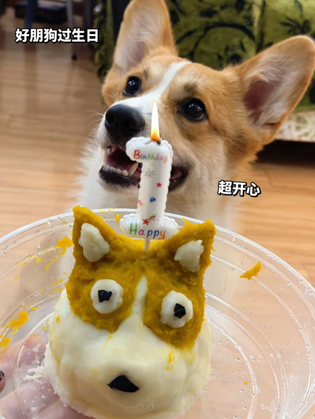 让我们祝这只小狗生日快乐
