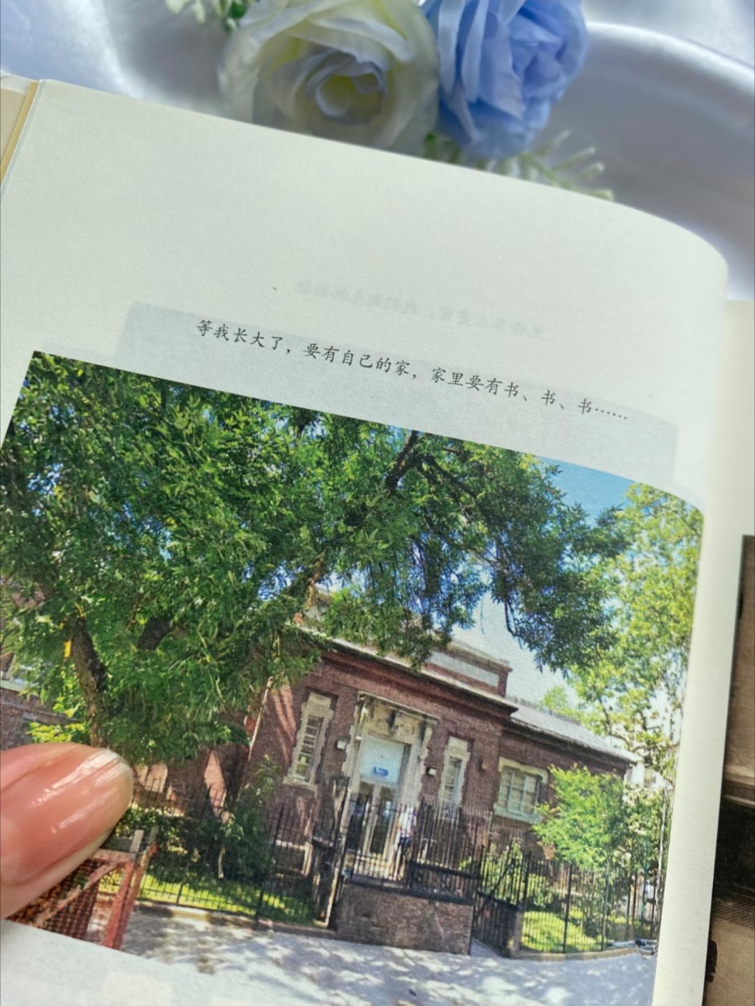 《布鲁克林有棵树》｜读完治愈所有内耗 