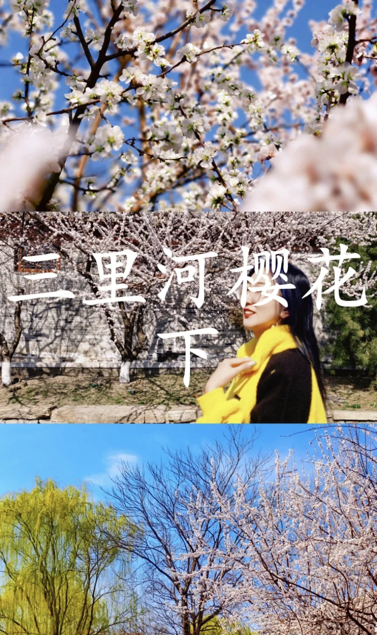 🌸 三里河樱花下｜把春天留在红门灰墙间