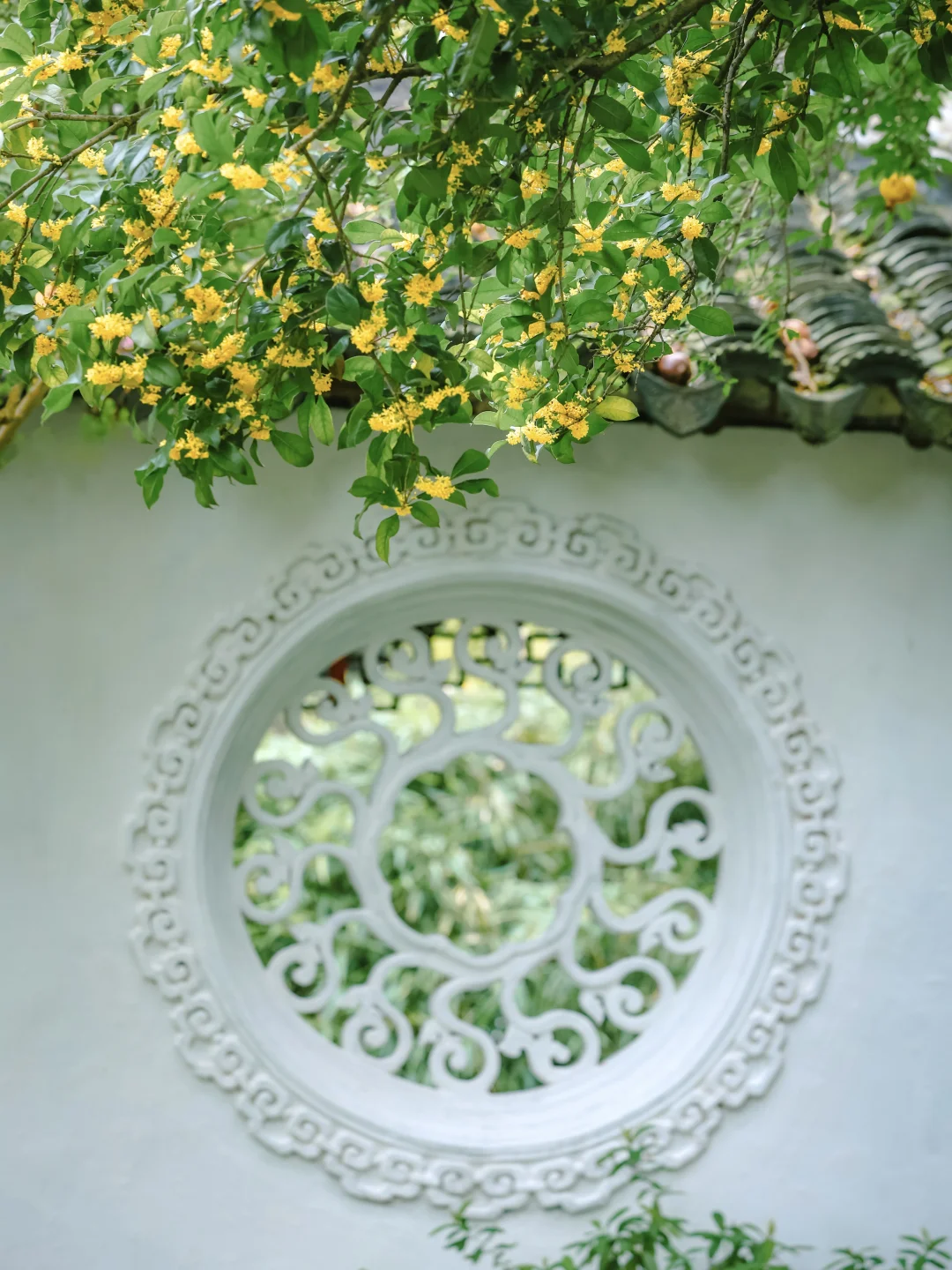 答应我，这个秋天一定要来苏州看一次桂花🌼