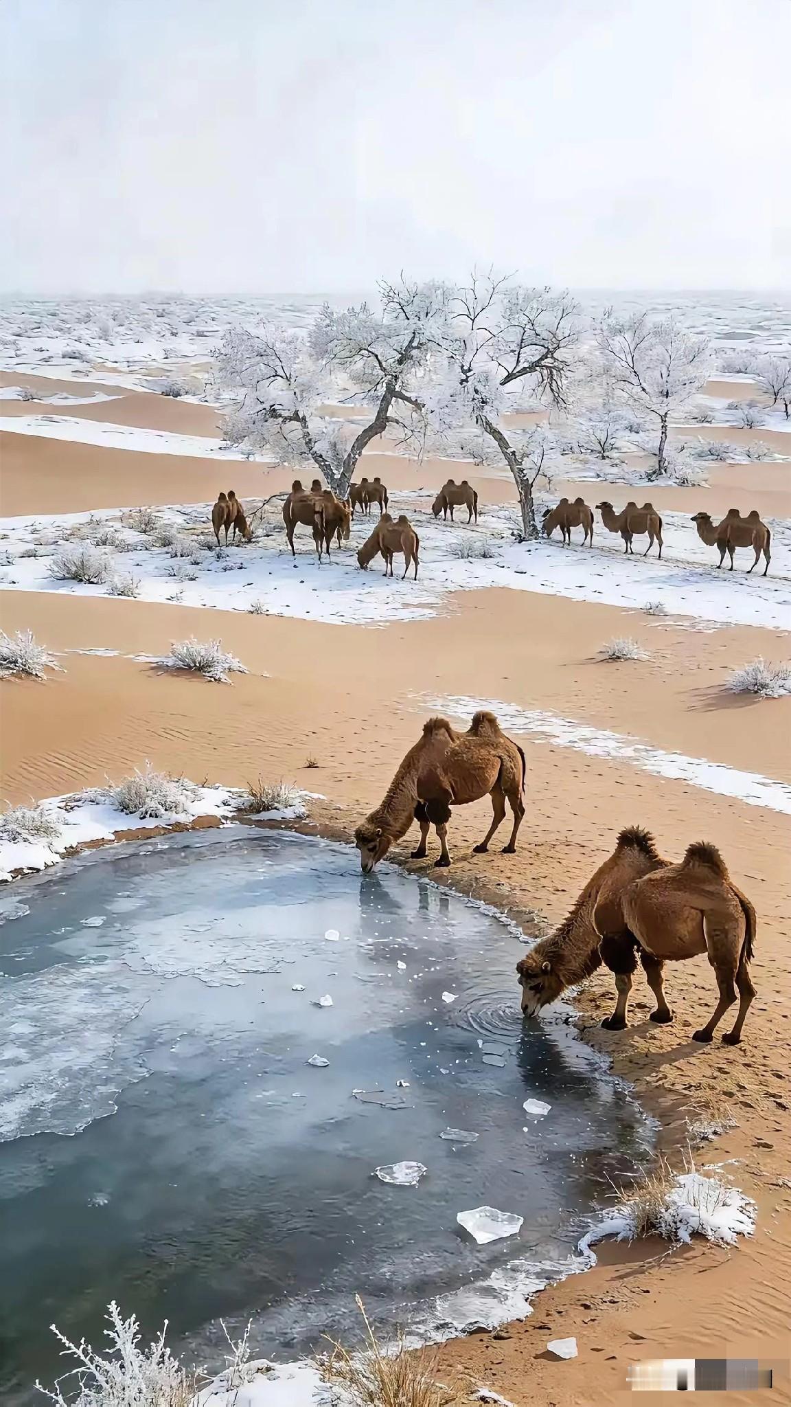 在浩瀚无际的沙漠中，目之所及皆是滚烫的黄沙，滚滚热浪令人心生绝望。对骆驼来说，沙