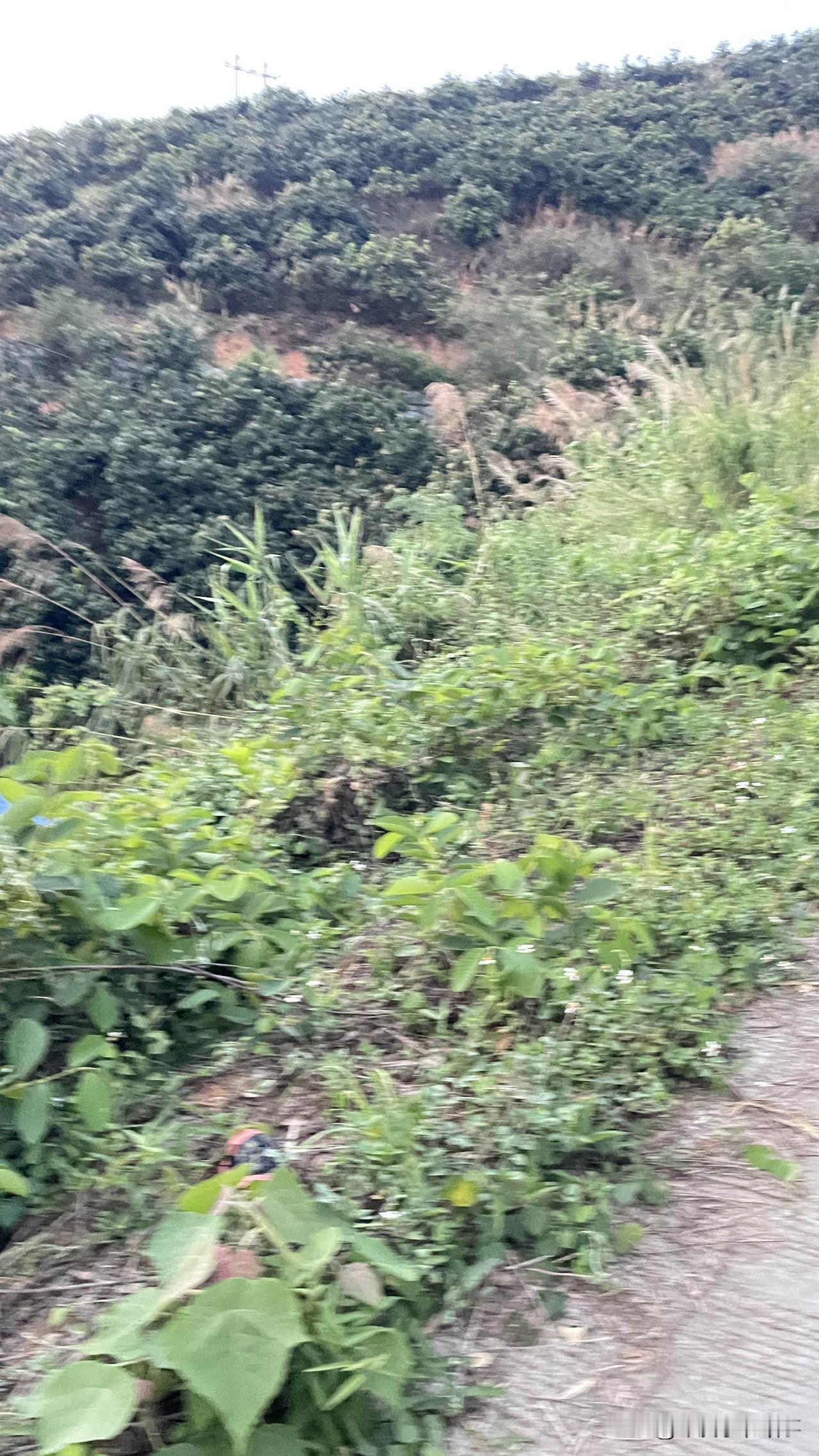 跨国婚姻走红背后：单身男性的新选择与现实考量

近年来，跨国婚姻的需求持续攀升，