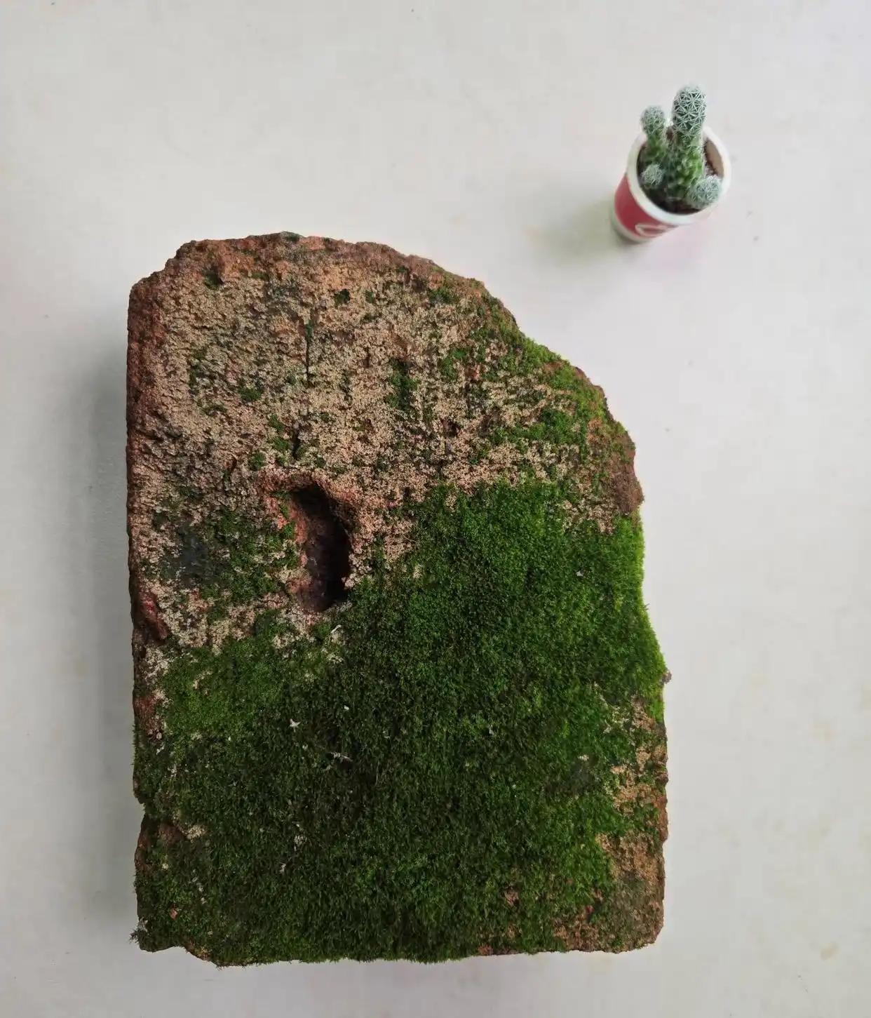 最近，一个新奇爱好在年轻人圈子走红：不养猫狗、不养花草，不少打工人开始在家、办公