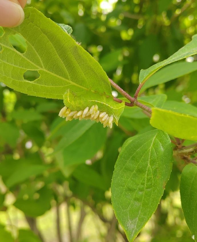 绣球花叶上的神秘虫客，身背奇异“包裹”，疑似独特产卵，这奇妙小生灵，自然之趣尽显