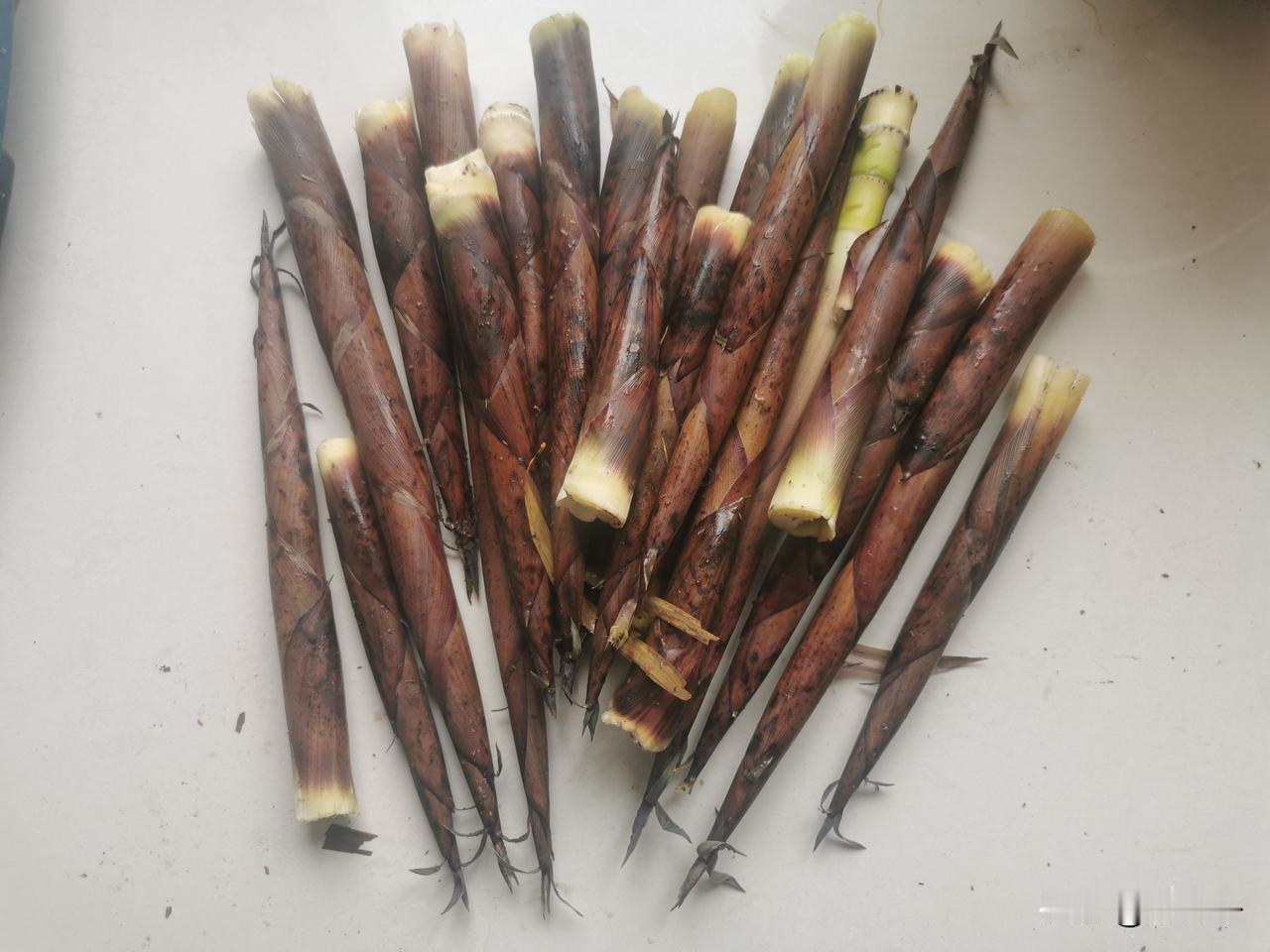 世界上什么蕞好吃？

当然是偷来的东西！

现在是偷笋的好季节。昨天，中年妇女去