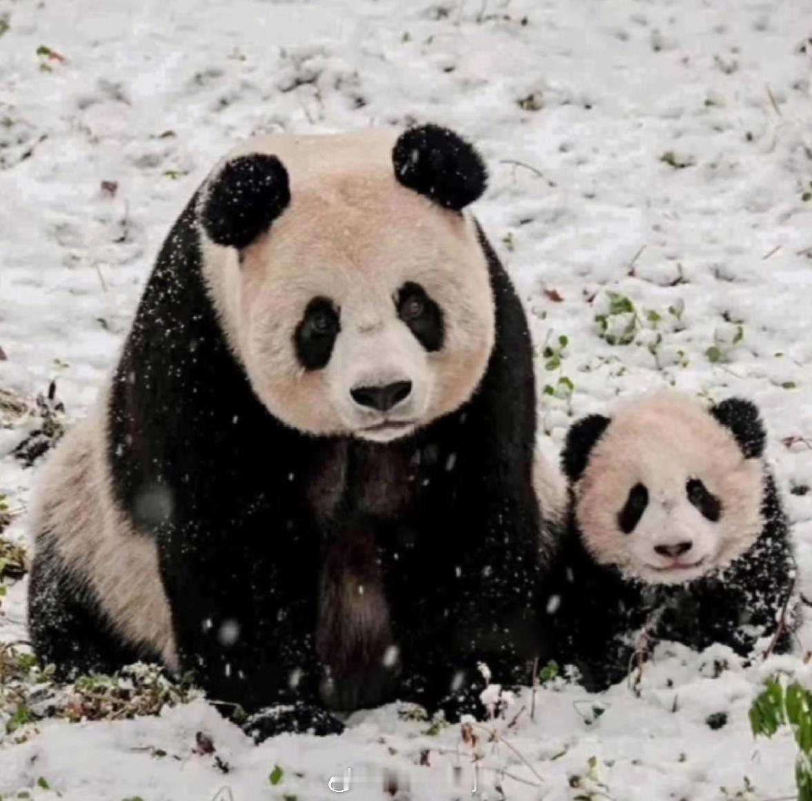 小时候的德瑞与大熊猫妈妈娜娜，再看还是心软软～🐼 