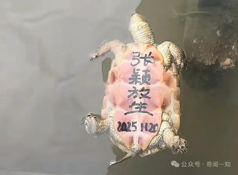 这样的放生真的有意义吗？
最近看到好多“放生”的事儿，可有些放生看着真让人摸不着