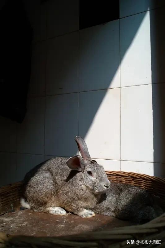 见过刚出生的小兔宝宝，那模样真的太可爱。出生第一天，它们身上光溜溜的，小身子蠕动