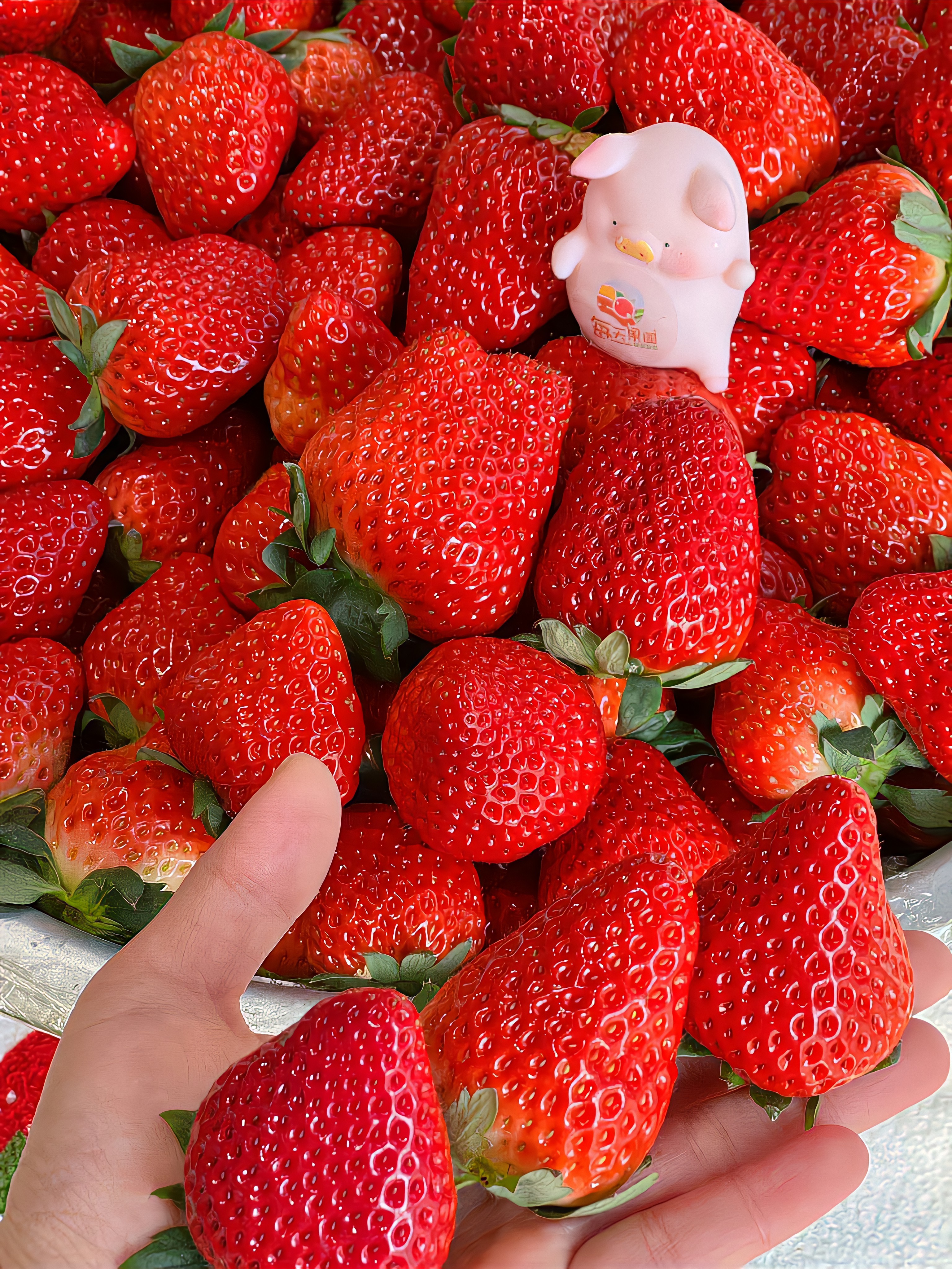 祝我们：" 莓病 莓灾 莓烦恼 "🍓 