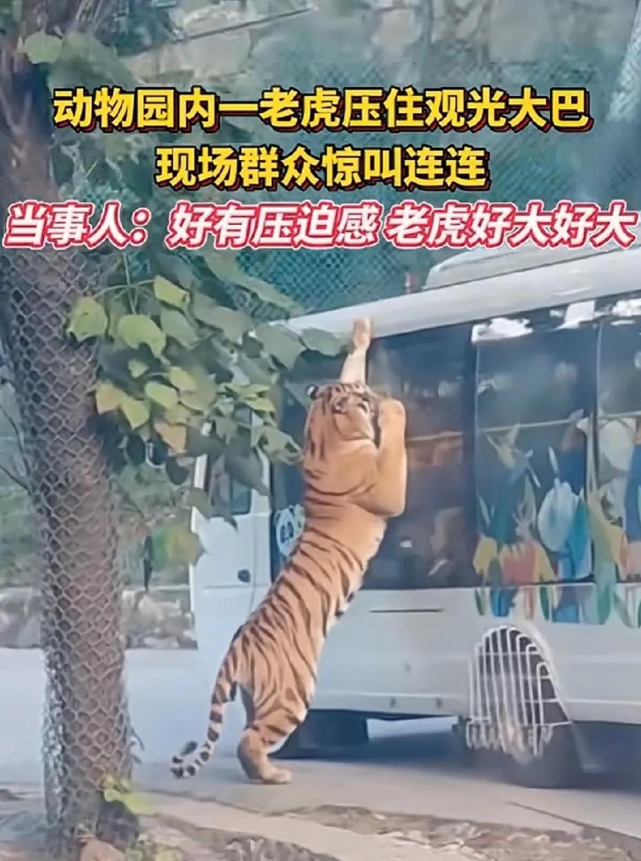 难怪古时候人们把老虎叫大虫，站起来跟大巴车差不多高了，就想知道这时候车内人的心理