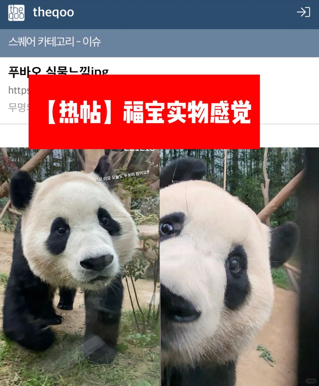 🔥韩网热帖｜🐼福宝实物感觉🐼