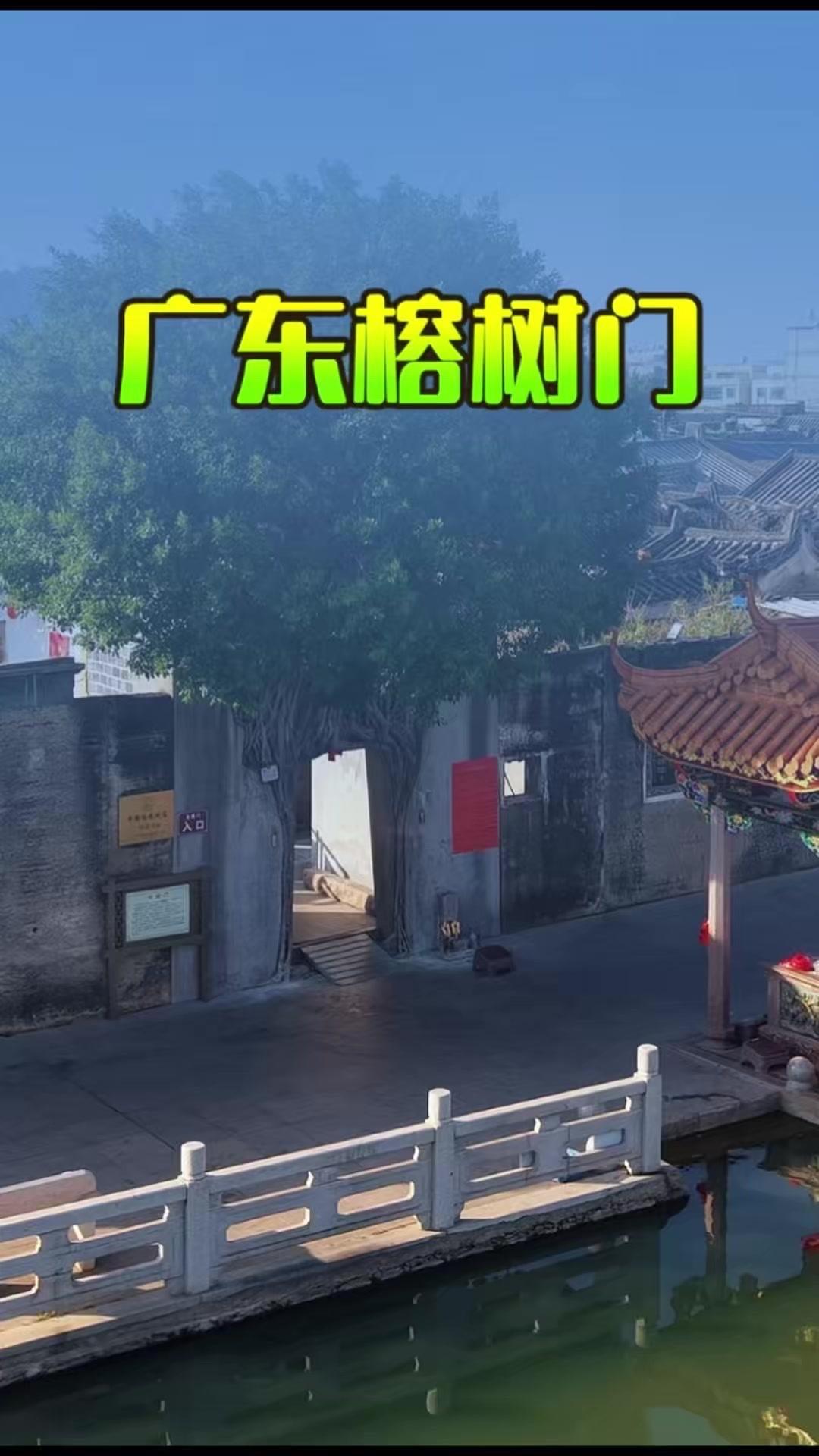 广东揭阳西岐村藏着一处全国罕见的树门奇观，一棵古榕扎根寨门，树根盘绕墙体，和有着