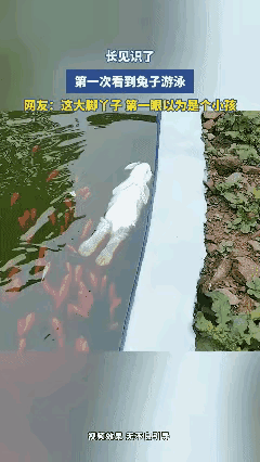 不是说兔子水都不能喝吗？[思考]