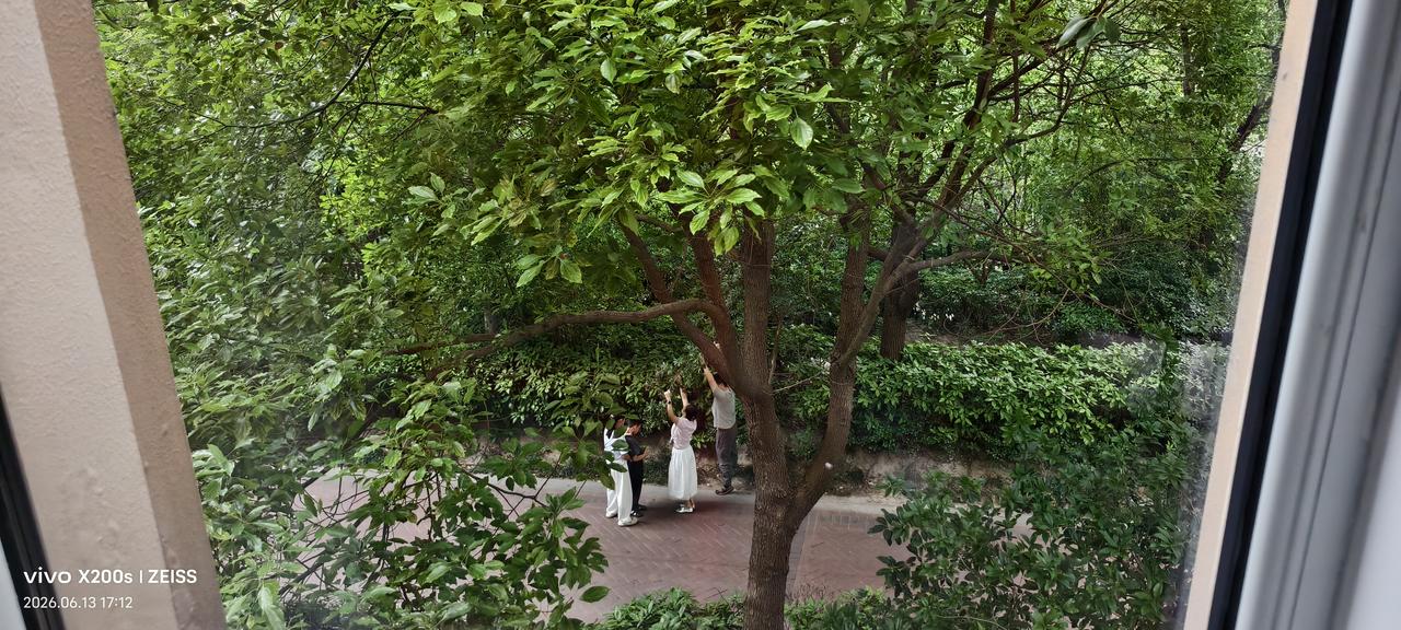 杨梅红了，文明却“碎”了

我们住的中南世纪花城小区里那六七棵杨梅树，最近成了“