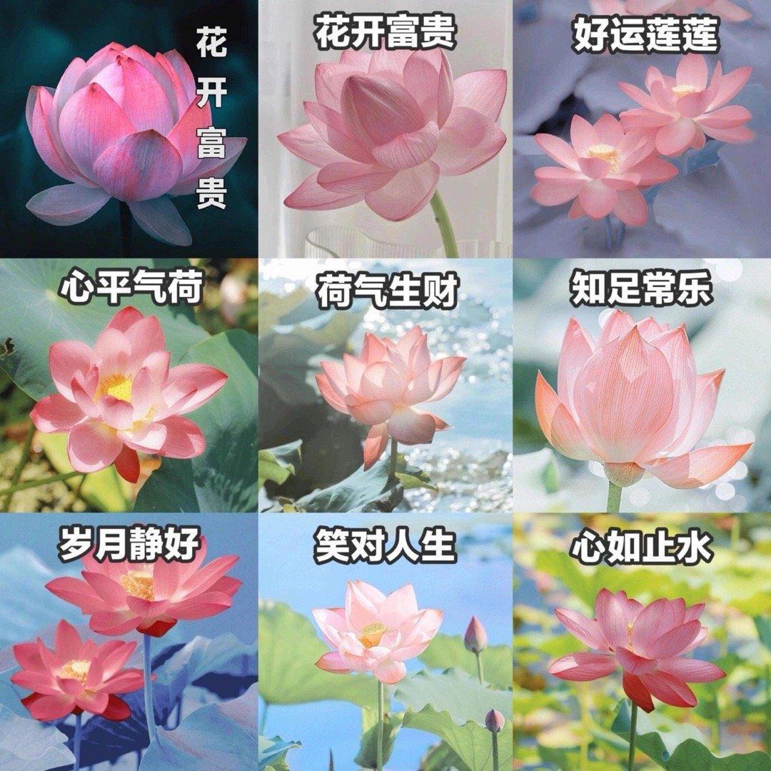 第一批花开富贵已经用AI写吉祥话了银发派有自己的小年伙伴其实Ai不是救了老年人，