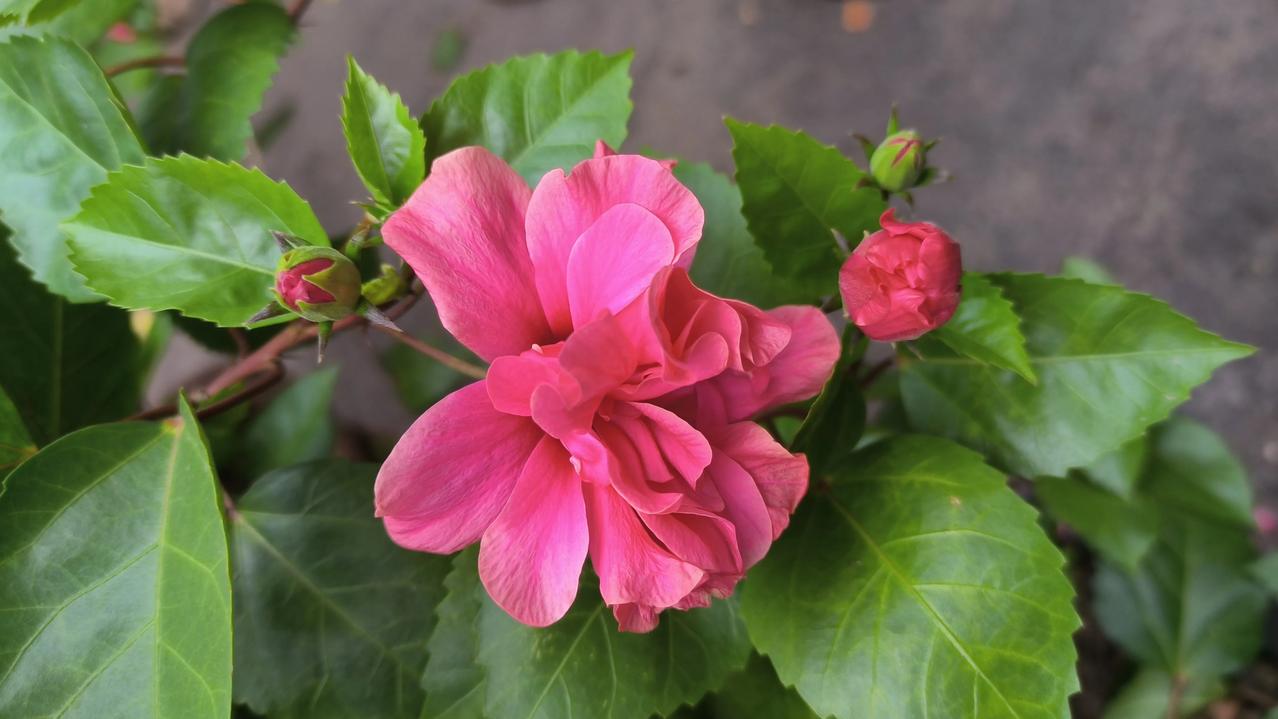 #随手拍朱槿花#