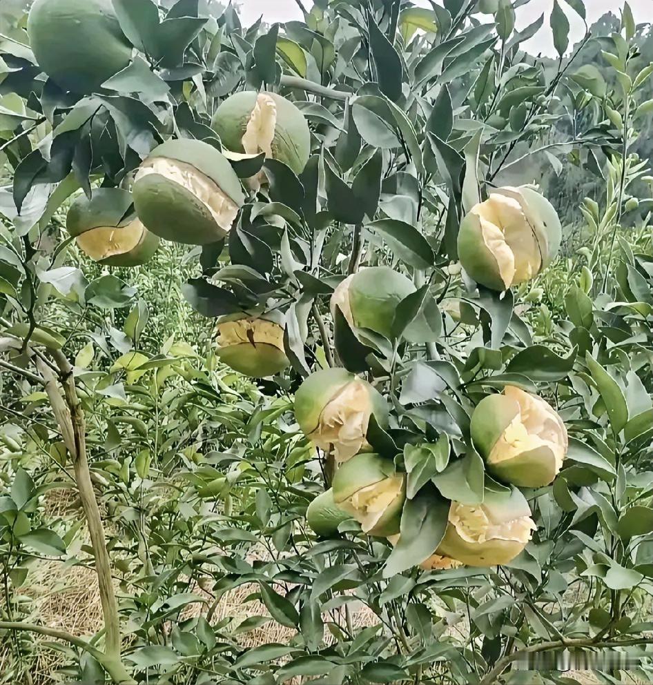 橘子笑得很开心，你知道橘子为什么会炸开吗？