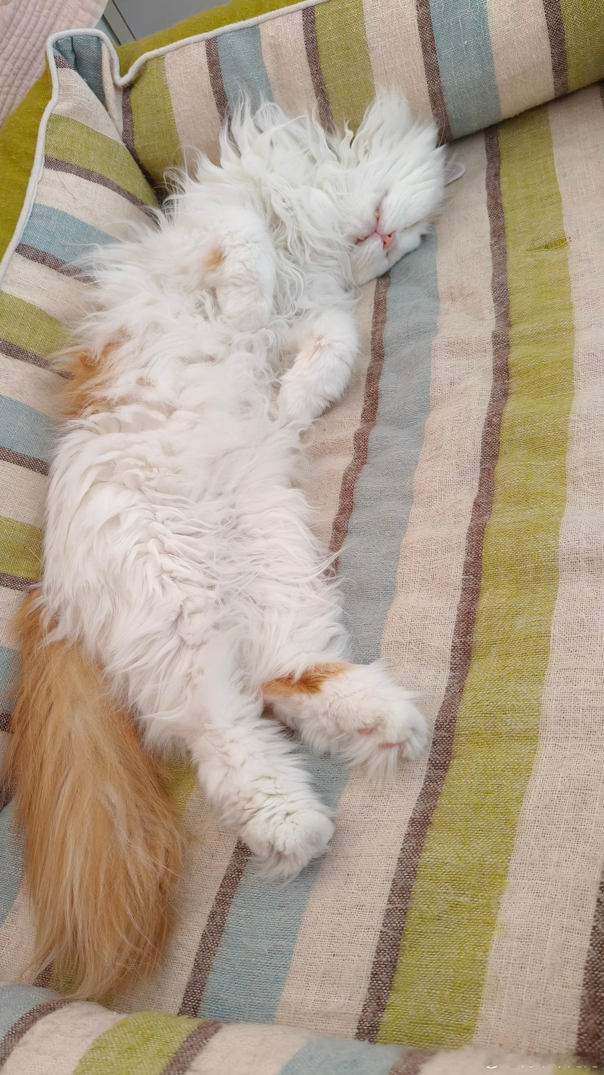 潦草猫