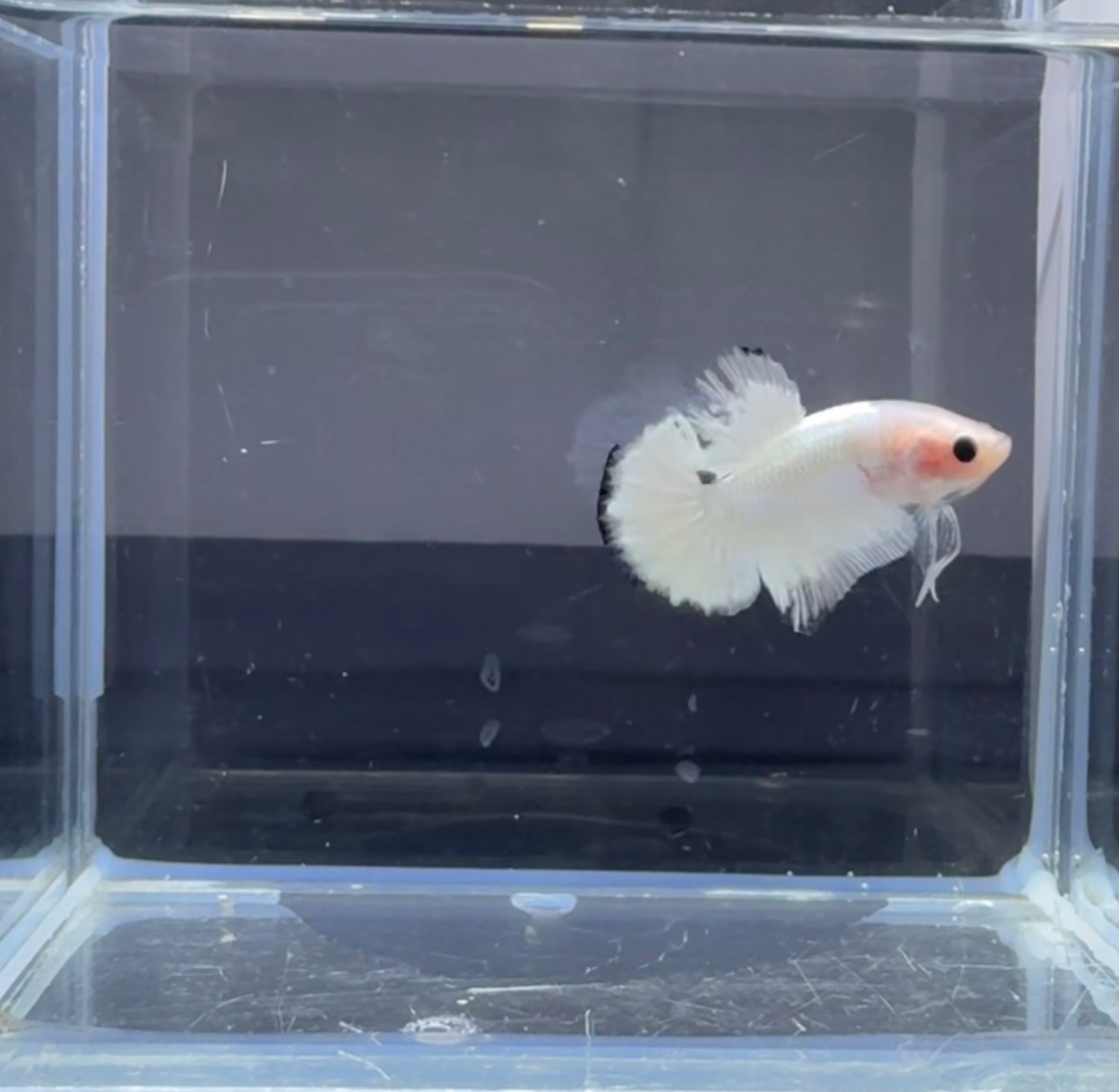 新入手的小鱼 