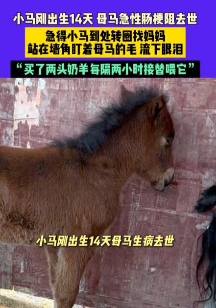四川，男子家有匹刚出生不久的小马，可这匹小马每天既不哭闹也不乱跑，反而是每天都会