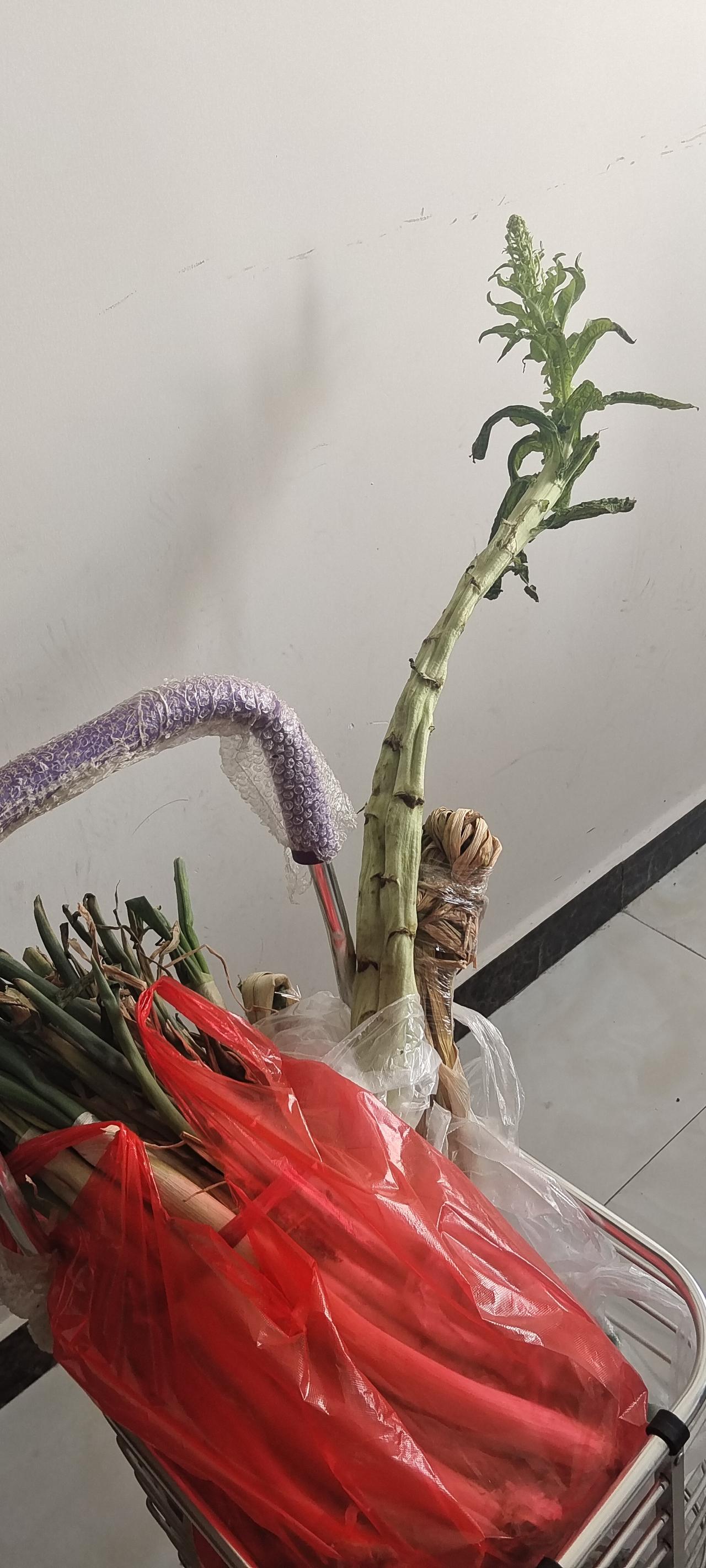 出门几天，
我买的莴苣，
在购物车
直接“成精”了。
 
今天一瞅给我笑喷，
这