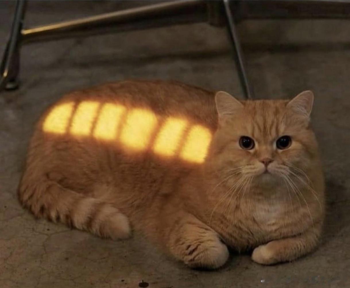 一只电量满格的大橘！ 