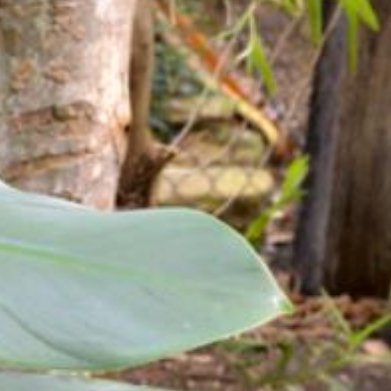 银剑蔓绿绒（哈斯塔姆蔓绿绒，小众蓝灰观叶，全新品种）实拍植株特征叶片自带哑光冷调