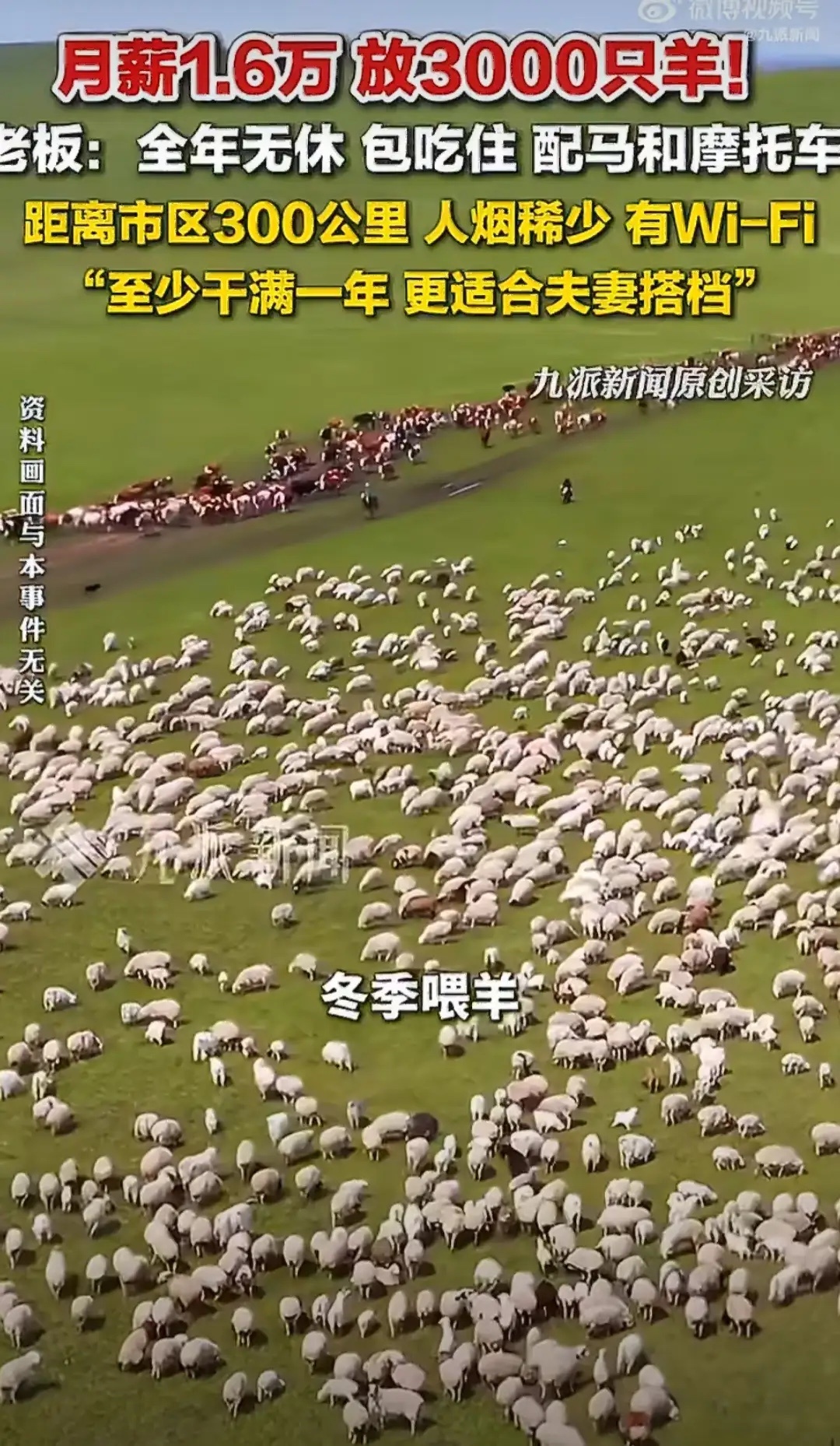 月薪1.6万招人放3000只羊老板发声网友笑疯：“这不叫上班，这叫流放。”“月薪