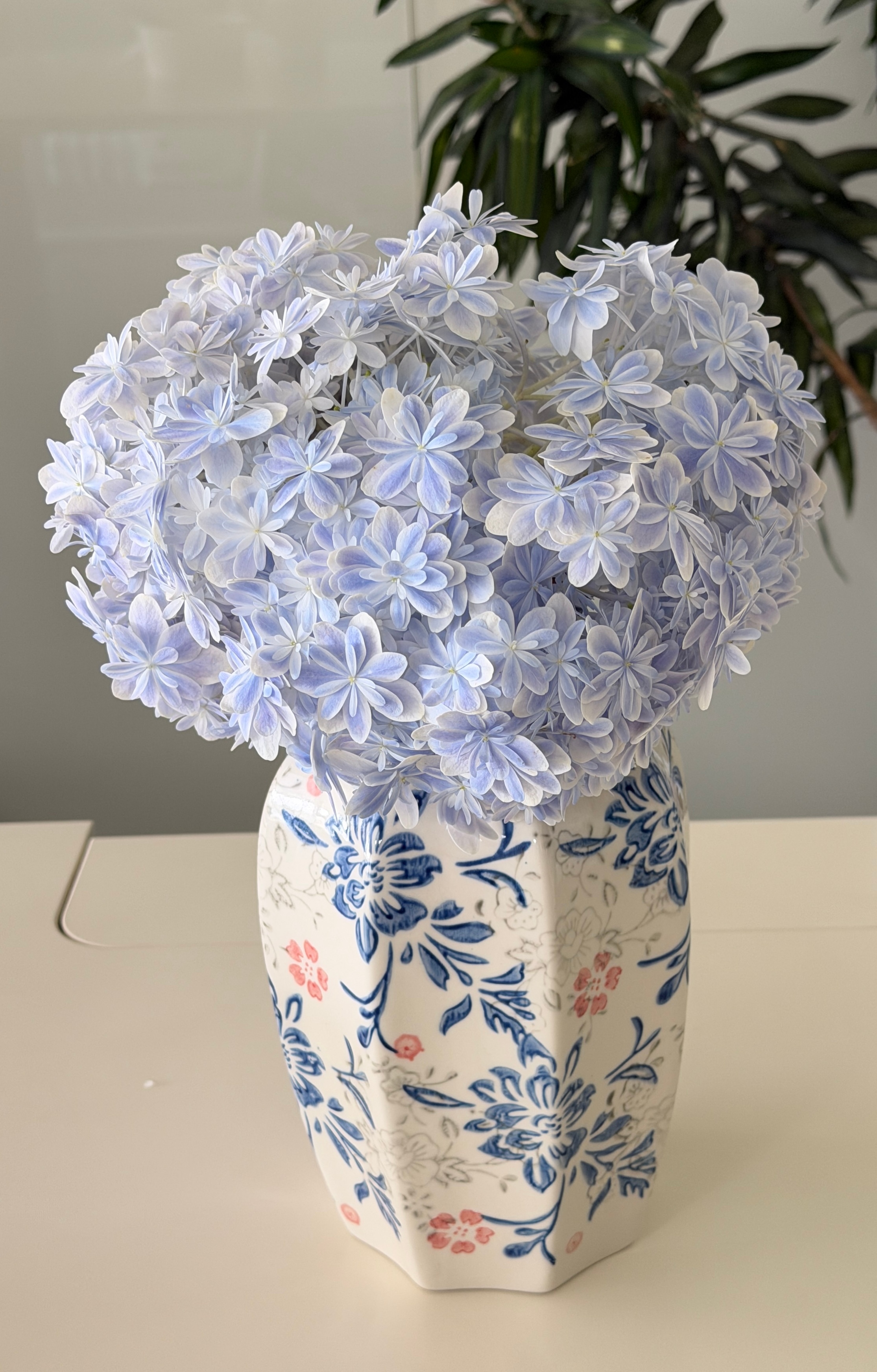 花期很能打的万华镜，瓶插一周了毫无变化[点赞] ​​​
