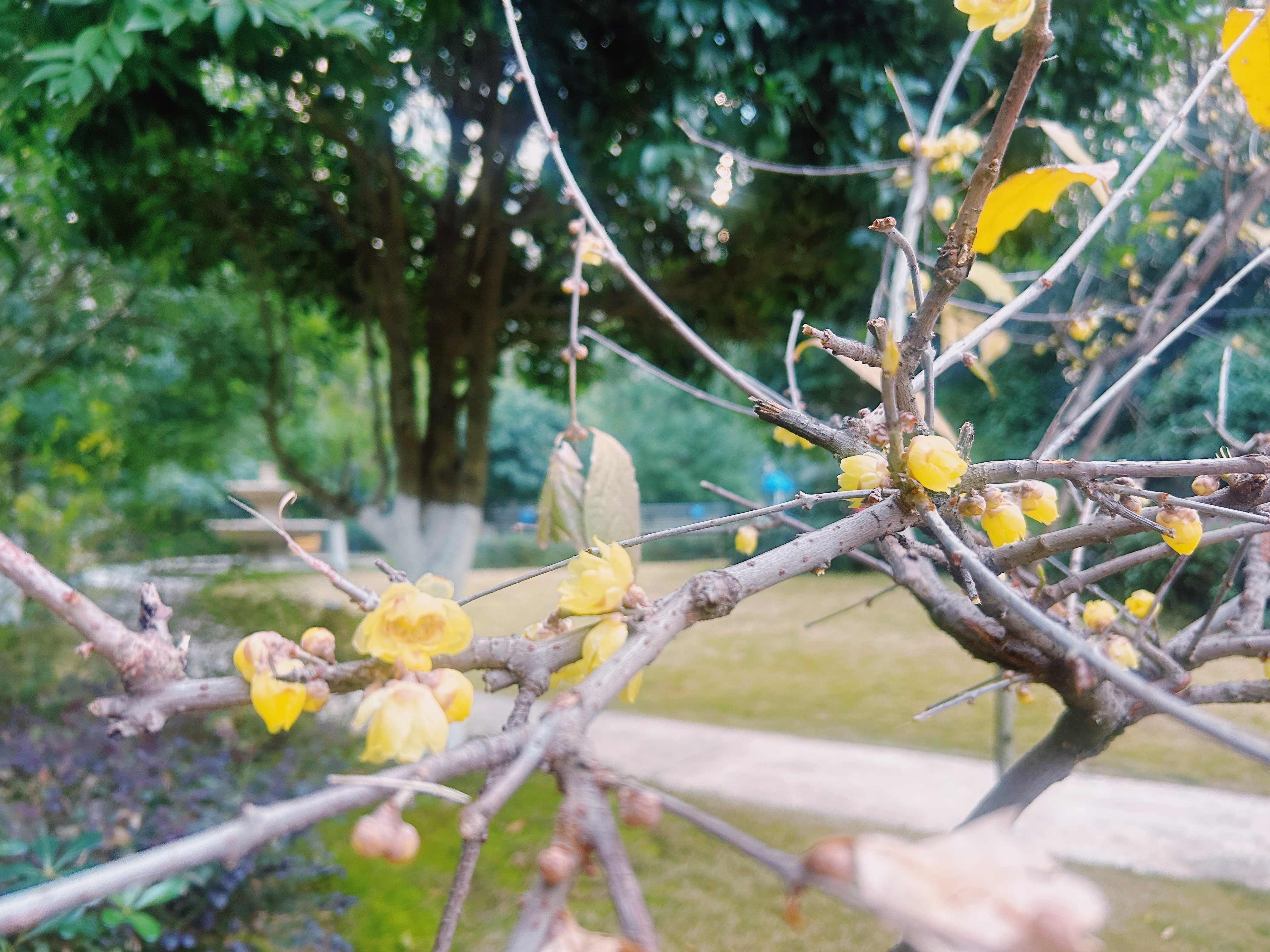 送豪弟回家，绕道走撞上了小区腊梅的浓香🌸！不是那种甜腻的味道，是带着冷意的清雅