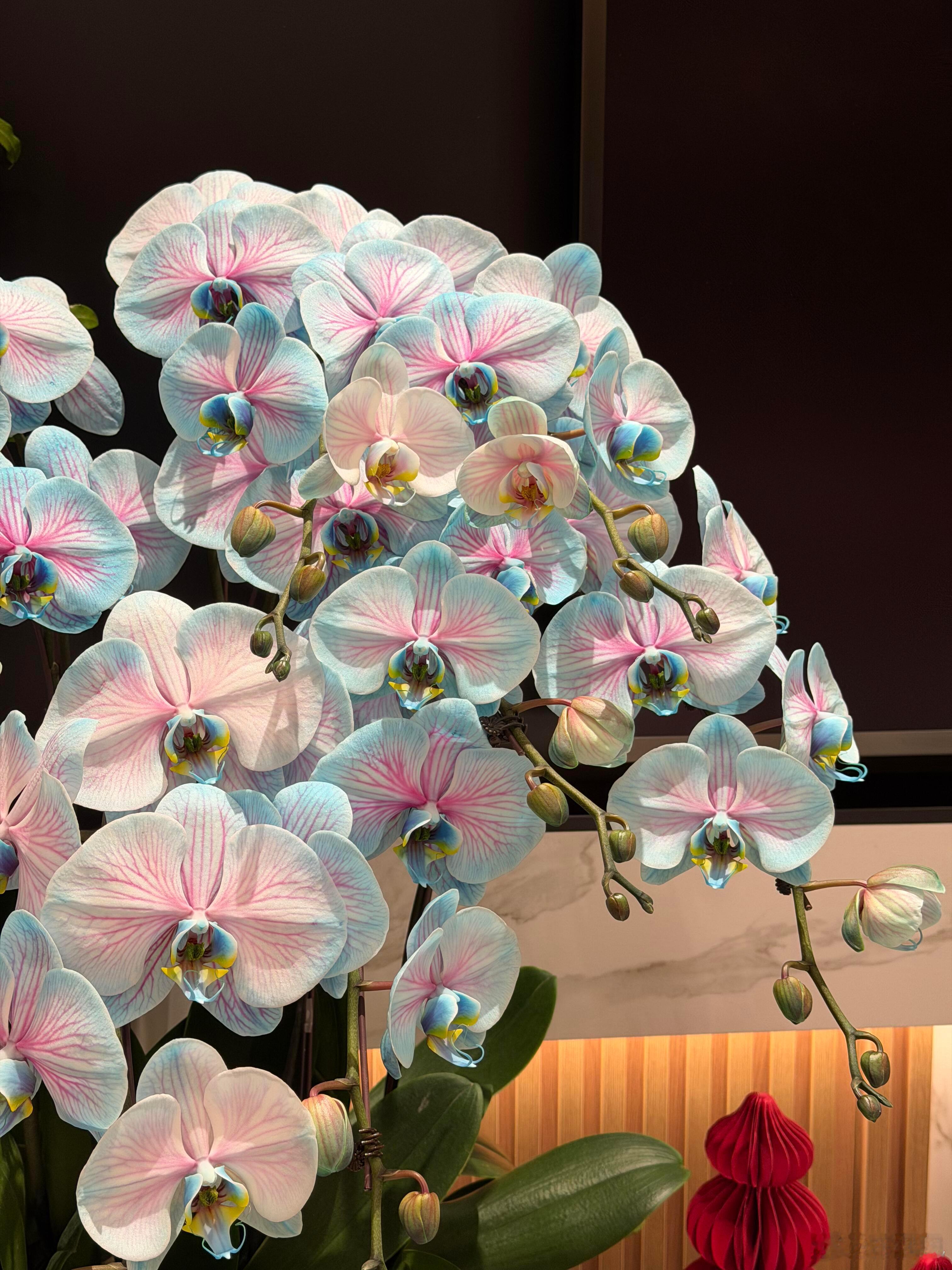 这花也太温柔了吧蝴蝶兰 ​​​