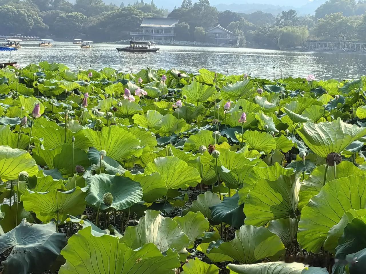 
秋在西湖水波处，
荷塘柳翠烟晓时；