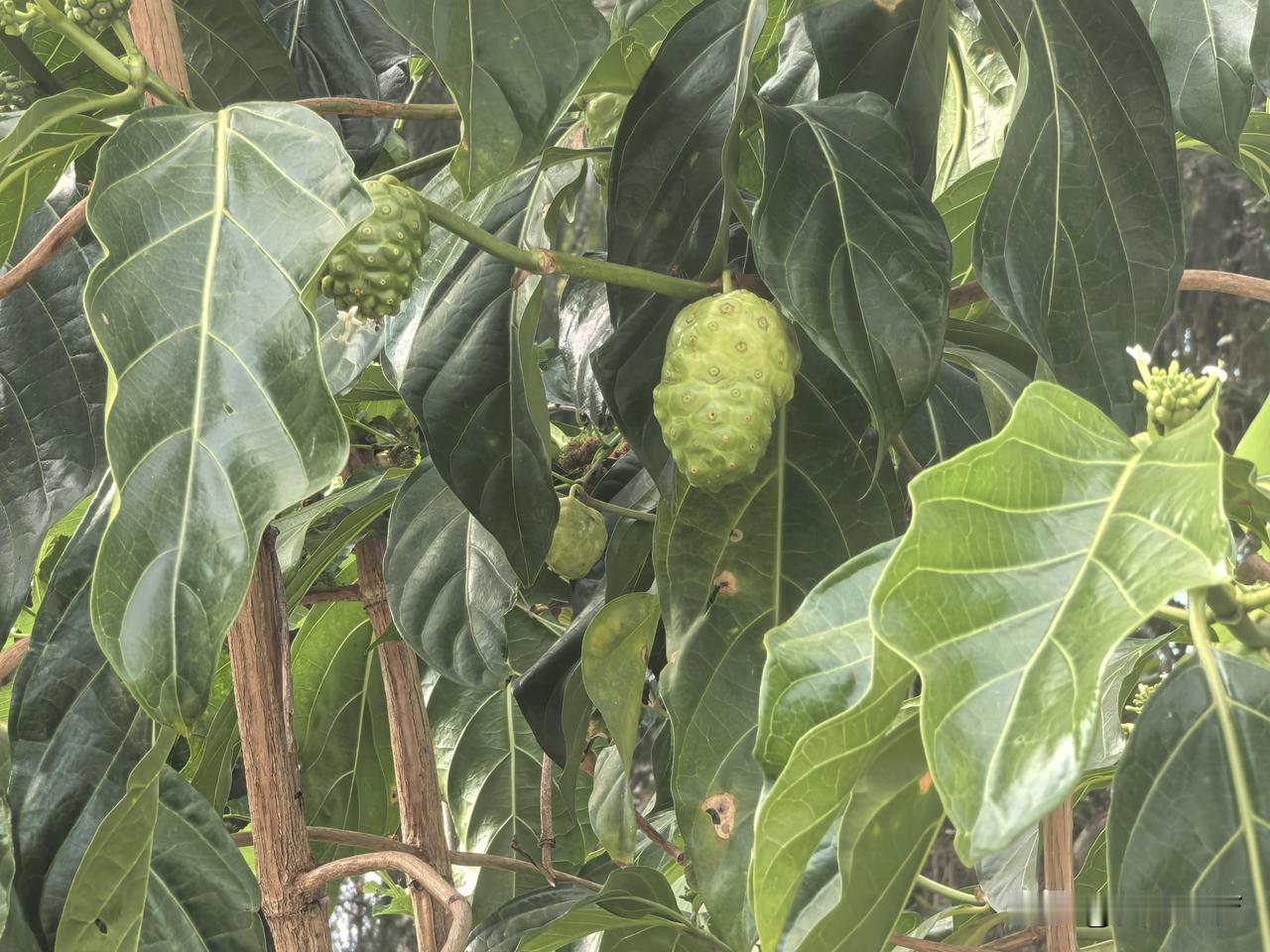 溪田罗村的一棵孤零零的释迦果树。