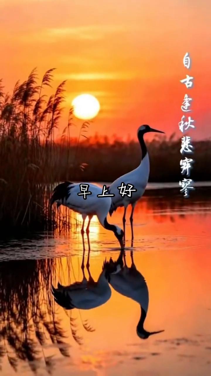 早上好，我秋日胜看朝，清空一鹤桃云上，便引诗情到碧骨。