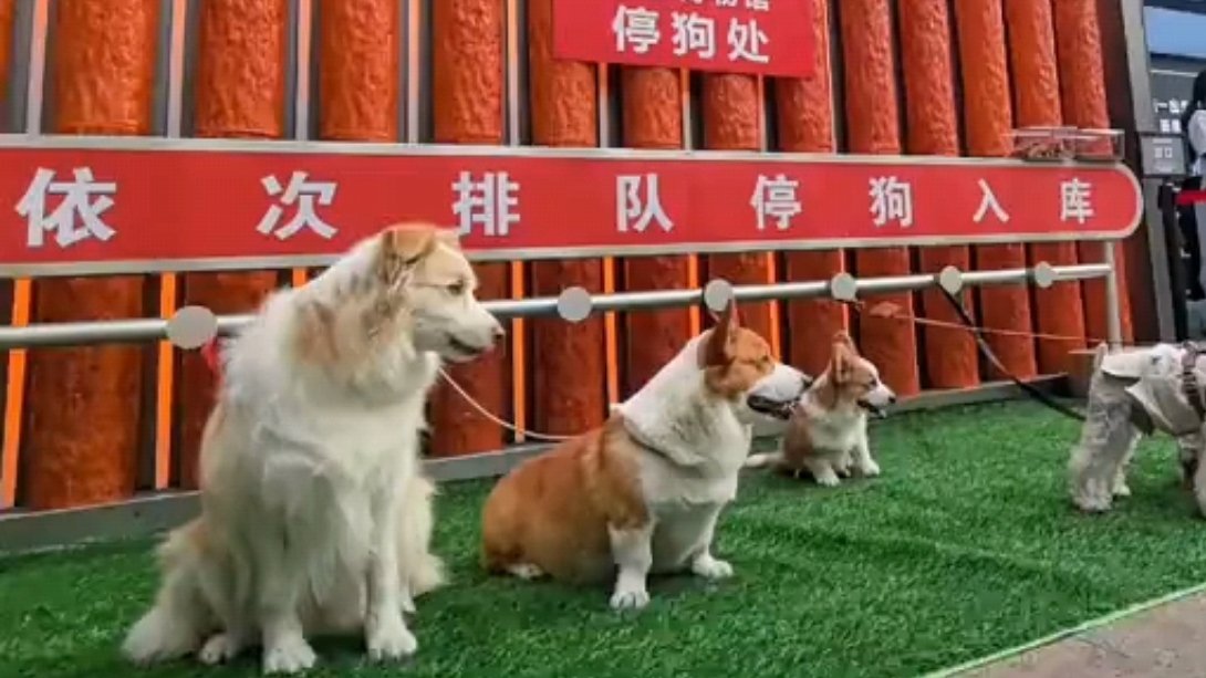 博物馆设立停狗处重庆一博物馆设停狗处博物馆设“停狗处”，既方便了带宠物参观的观众
