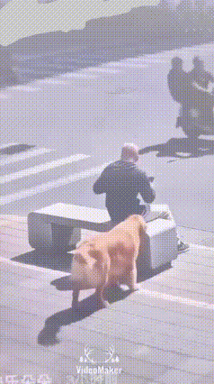 男子坐在路边凳子上低头玩手机，被金毛故意“捣乱”，下一秒捡回一条命！
 生活里最