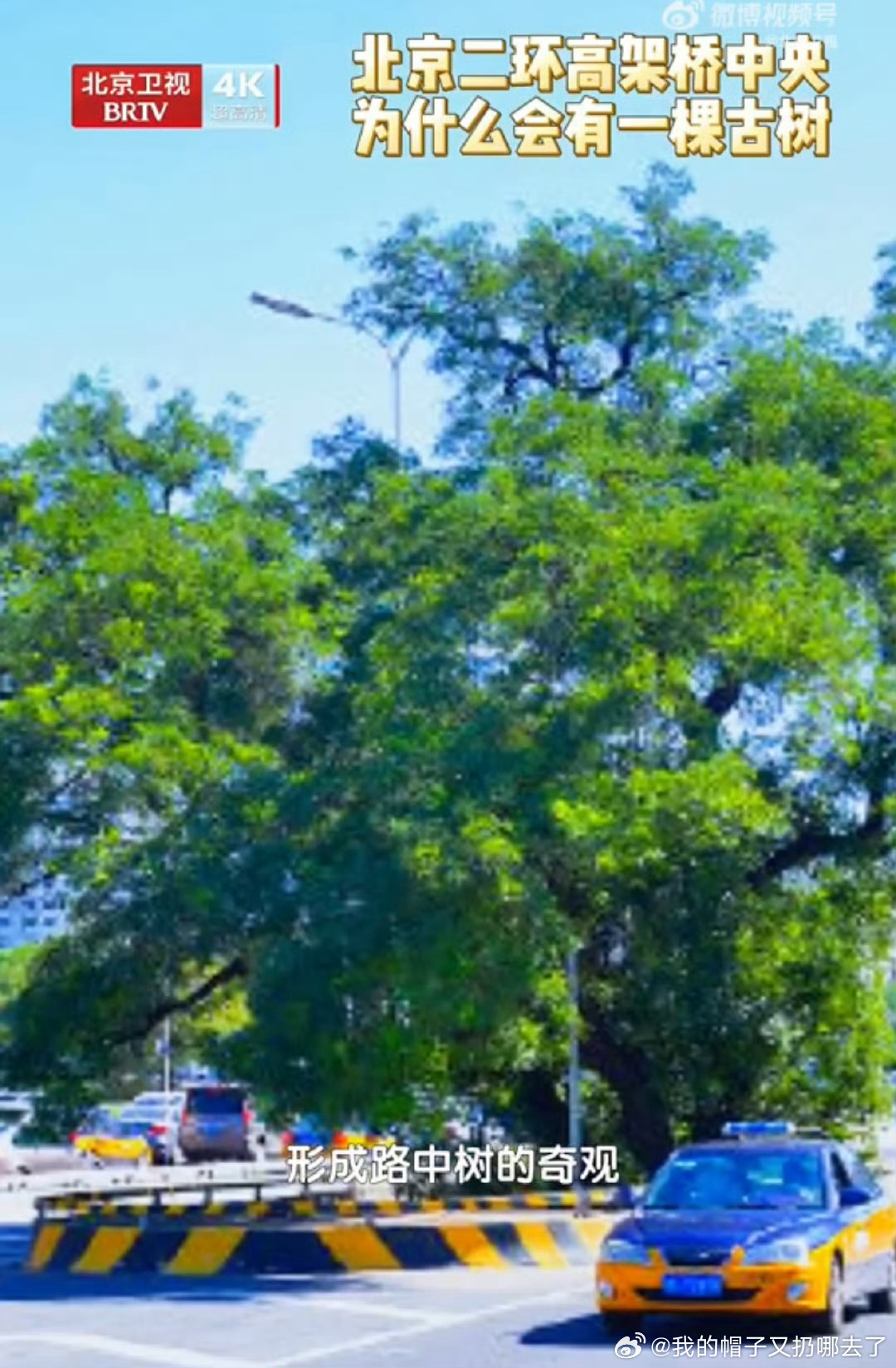 北京二环路中央的神奇古树闹市之中藏古魂，二环中央立千年。九搂十八杈的北京树王，以