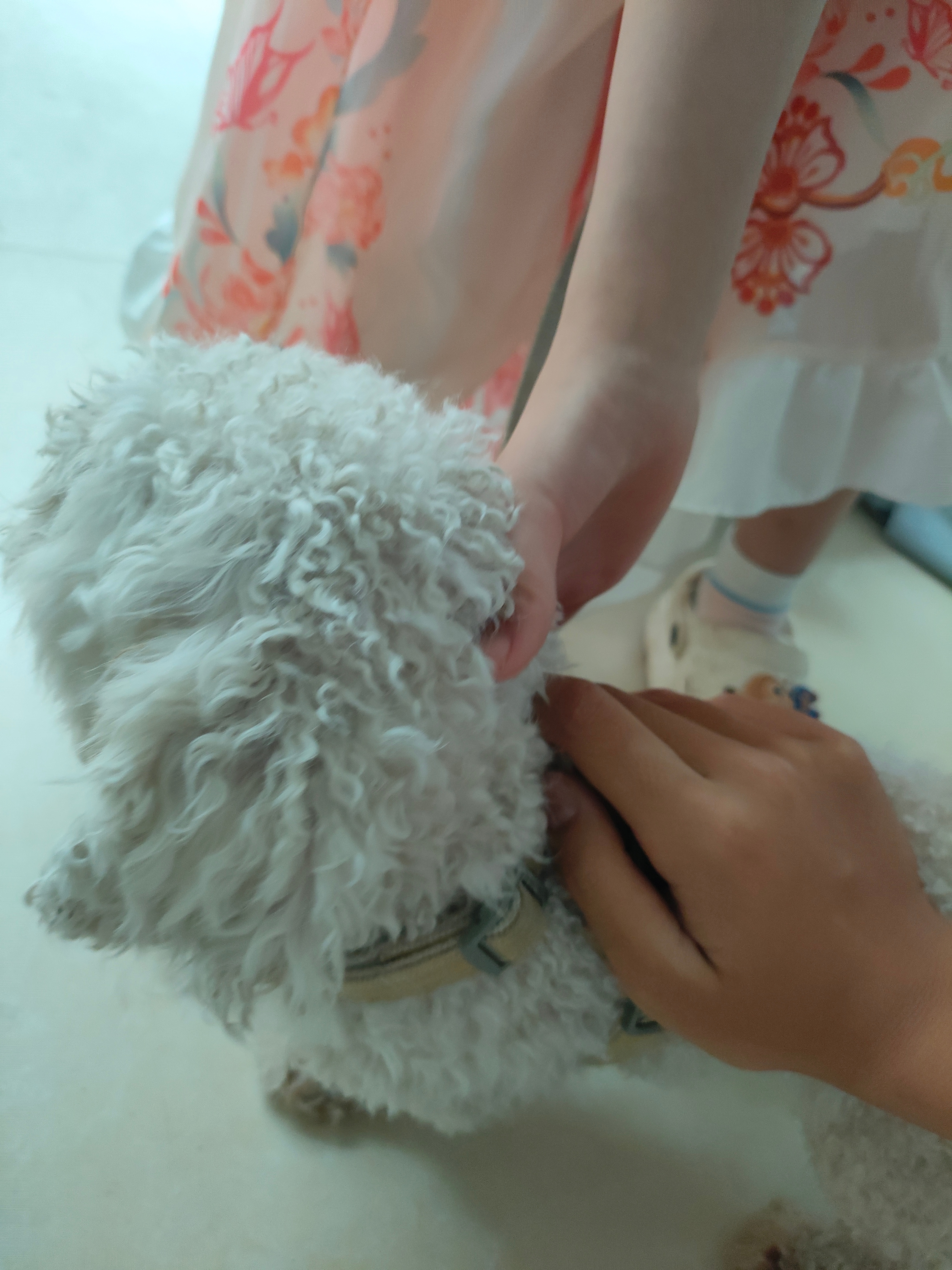 又被我撸到一只狗 