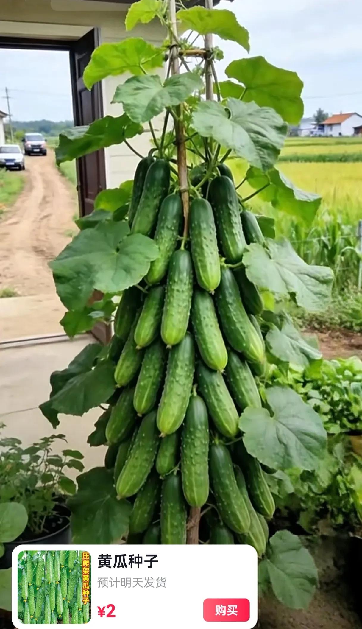这也太假了吧！谁家的黄瓜能长成这样？黄瓜真要能这么长，种子别说2块了，就是20块
