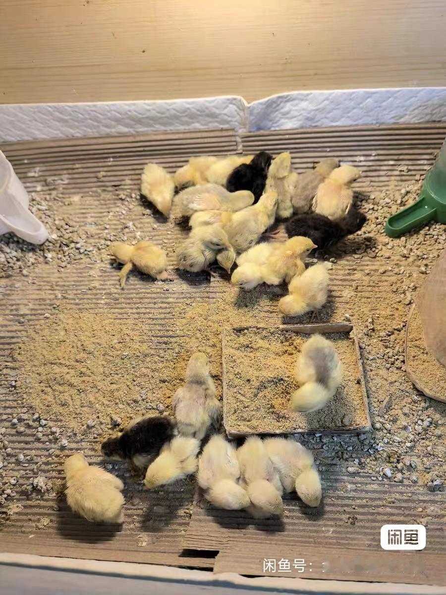 养一只小鸡当宠物，会是怎样的体验呢？
养小鸡最深刻的感受，便是“被治愈”。刚带回