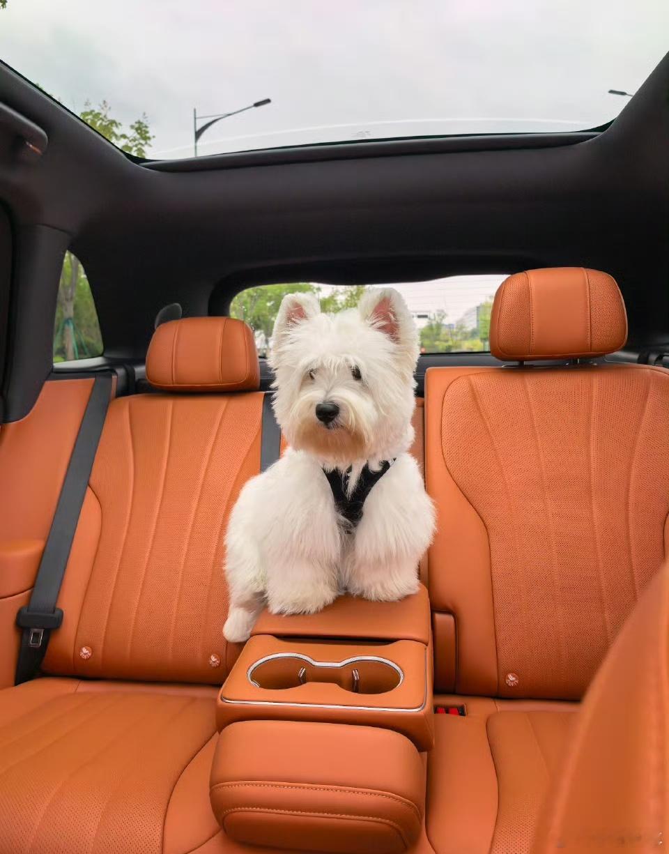 现在带我家毛孩子出门可太爽了！坐的这车简直是给它量身定做的“移动小窝”，一开门它