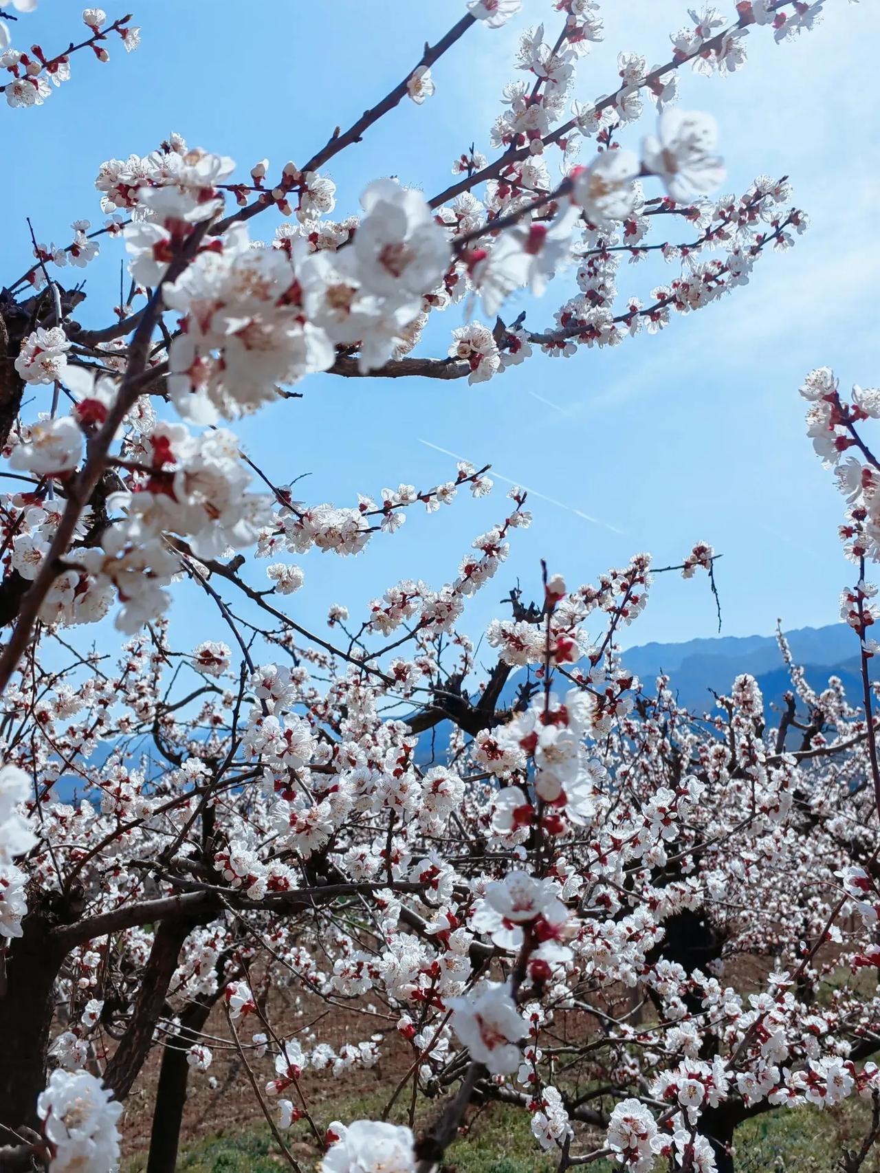 赏景走进诗里的杏花村。家人们！亲测鄠邑甘峪口村杏花最佳观赏点就在山脚往山间走的杏