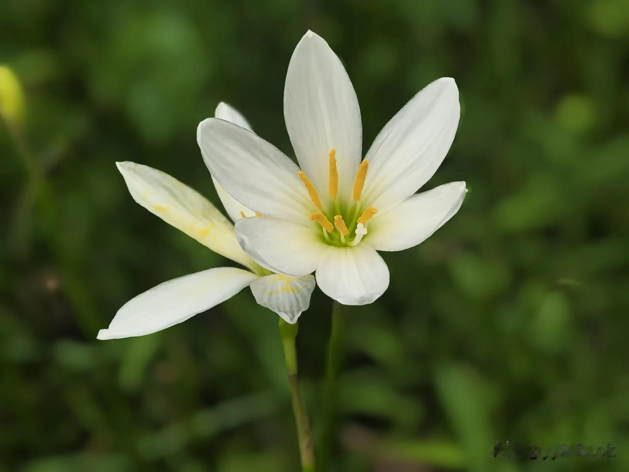 洁瓣迎朝旭 黄蕊抱清芳
草丛生雅色 默向野边扬

九月的微凉风里
白色小花三三两