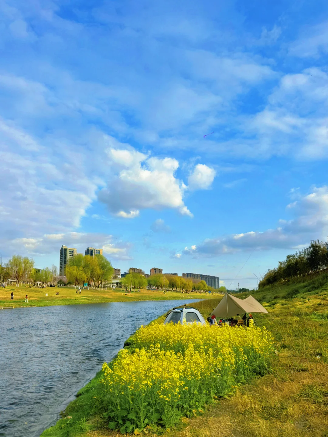 成都开车直达河边露营地⛺️油菜花相伴